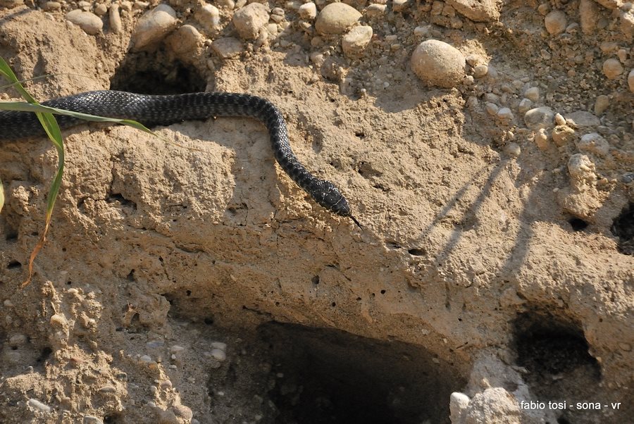 Il caparbio: predazione di biacco (foto-racconto)